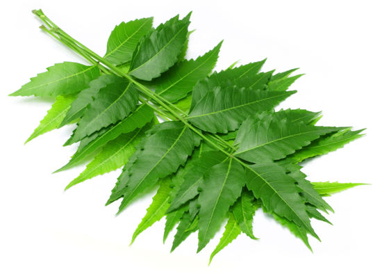 Picture of Neem Leaves