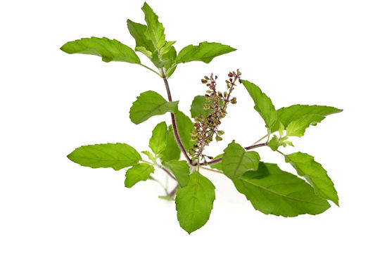 Picture of Thulasi (Holy Basil)
