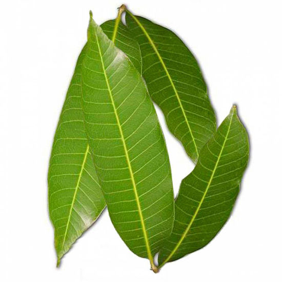 Picture of Mango Leaves