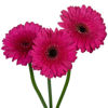 Picture of GERBERA DAISY FLOWER