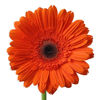 Picture of GERBERA DAISY FLOWER