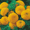 Picture of Bulk Loose Maigold Flowers