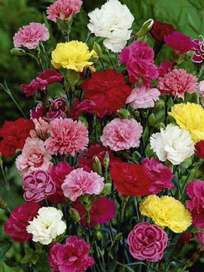Picture of carnation flowers bunch