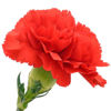 Picture of carnation flowers bunch